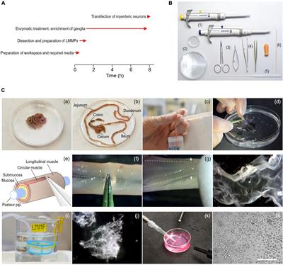 Isolation and transfection of myenteric neurons from mice for patch-clamp applications